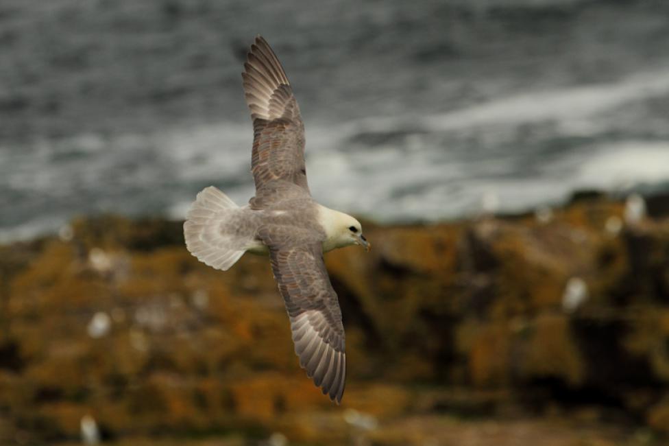 Fulmar en vuelo con mar de fondo